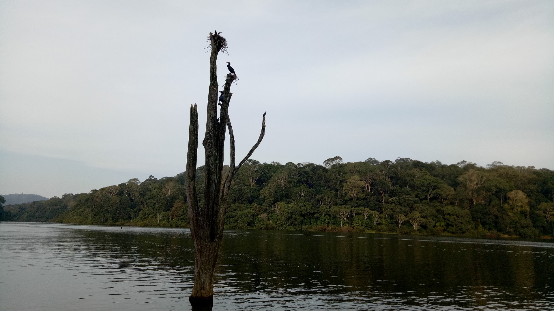 Parque Nacional Periyar, Thekkady, Kerala