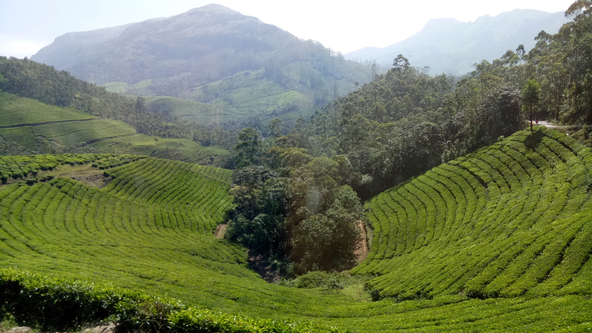 Jardín de té, Munnar