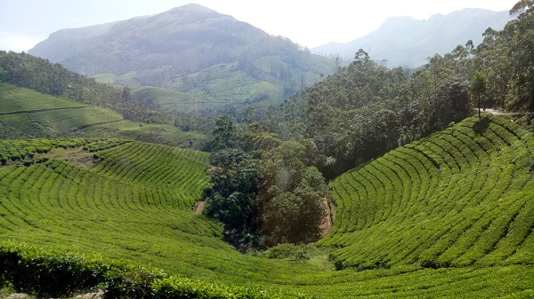 Tea Garden Munnar